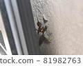 Potter wasps nest on the outer wall 81982763