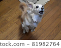 Dog barking 81982764