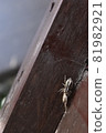 Insects eaten by jumping spiders 81982921