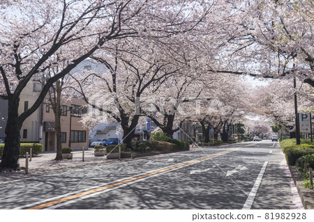 Sagamihara City Hall Sakura Street 81982928