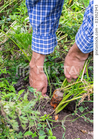 Farmer digs fresh organic carrots 81982943
