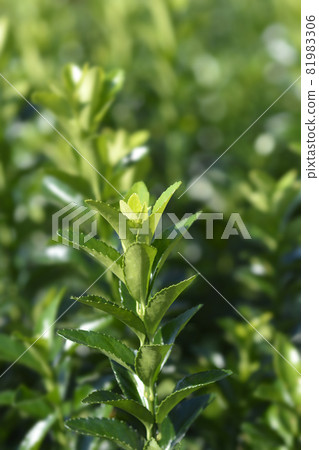 Japanes spindle Benkomasaki Japanes spindle Benkomasaki 81983306