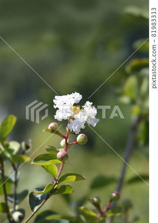 Crepe myrtle White Sensation 81983313