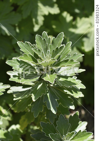 Gold and silver chrisanthemum Gold and silver chrisanthemum 81983324