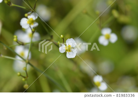 Lance-leaved water plantain Lance-leaved water plantain 81983336