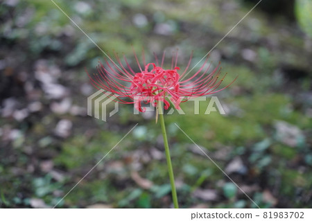 Higambuna Higambuna 81983702