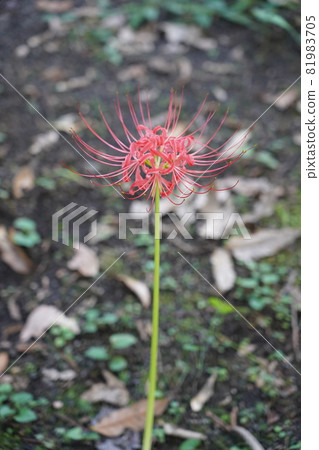 石蒜 石蒜 81983705