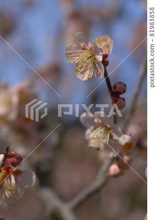 A close-up of plum blossoms (Oshuku) blooming in the plum garden of Kotori no Mori (Santokuen), Higashi Ward, Okayama City, Okayama Prefecture A close-up of plum blossoms (Oshuku) blooming in the plum garden of Kotori no Mori (Santokuen), Higashi Ward, Okayama City, Okayama Prefecture 81983858