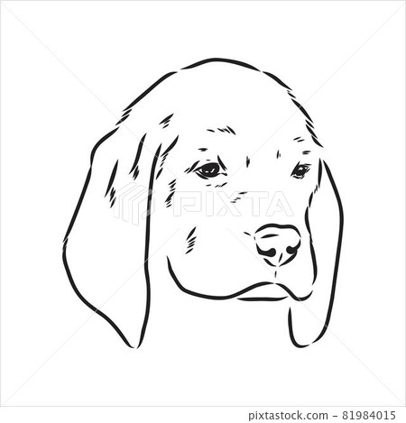 Outlined Beagle dog head. Vector illustration beagle dog is a simple vector sketch illustration Outlined Beagle dog head. Vector illustration beagle dog is a simple vector sketch illustration 81984015