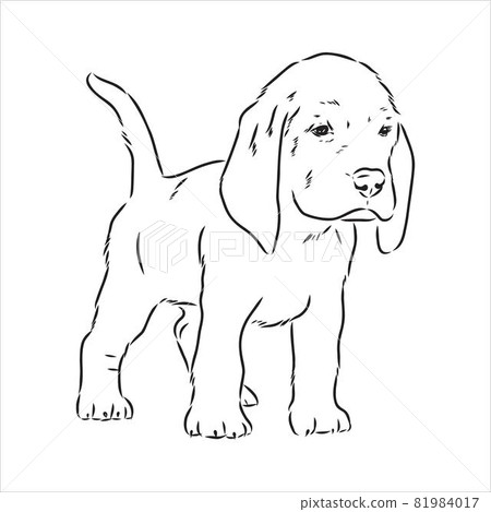 Outlined Beagle dog head. Vector illustration beagle dog is a simple vector sketch illustration 81984017