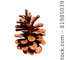 Cone isolated on white background. JPG format cone, needles and Christmas tree 81985039