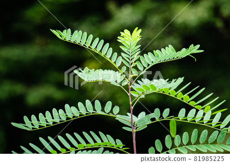 在長廊上發現的植物 在長廊上發現的植物 81985225