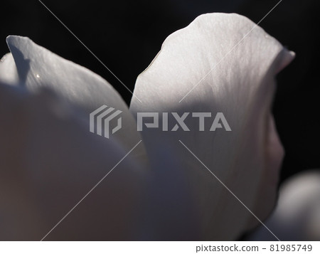 Macro of white rose petals Part 2 81985749
