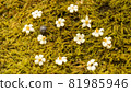 保利和白萬花 81985946