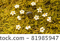 保利和白萬花 81985947