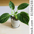 Philodendron Birkin 81986288