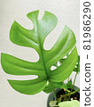 Hime Monstera 81986290