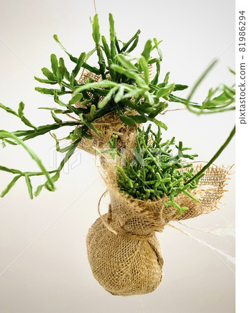 Lipsalis Lipsalis 81986294