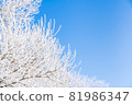 Clear blue sky with frozen trees covered with snow 81986347