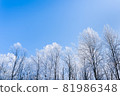 Clear blue sky with frozen trees covered with snow 81986348