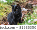 Cute Black Cat Sitting on the Grass 81986350