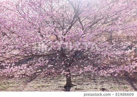 Jogasaki cherry blossoms, cherry blossoms, pink trees Jogasaki cherry blossoms, cherry blossoms, pink trees 81986609