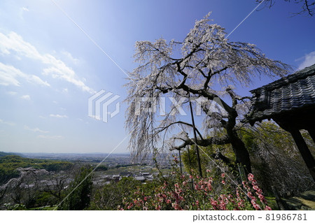 Jizozenin cherry blossom landscape weeping cherry tree 81986781