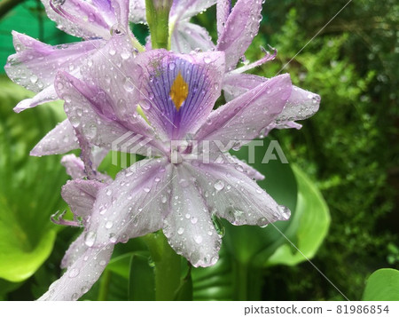 hyacinths flower blooming in the garden after the fresh rain. hyacinths flower blooming in the garden after the fresh rain. 81986854
