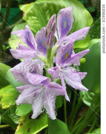 hyacinths flower blooming in the garden after the fresh rain. hyacinths flower blooming in the garden after the fresh rain. 81986856