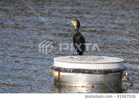 cormorant while resting on harbor buoy cormorant while resting on harbor buoy 81987026