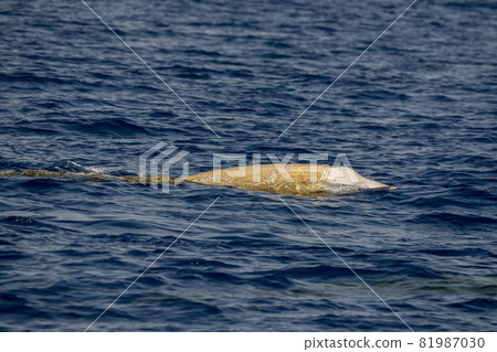 Rare Cuvier Goose Beaked whale dolphin Ziphius cavirostris 81987030