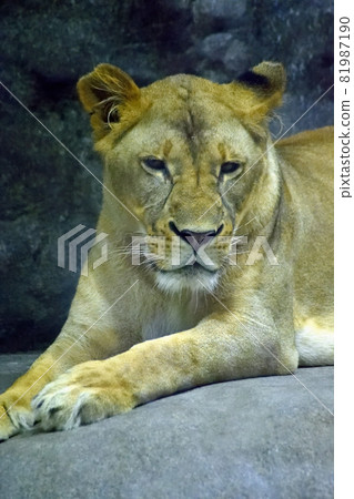 Up of a female lion lying down 81987190
