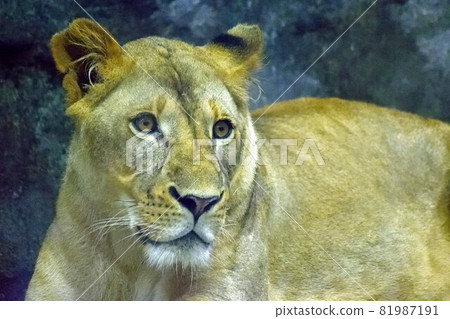 Up of a female lion lying down Up of a female lion lying down 81987191