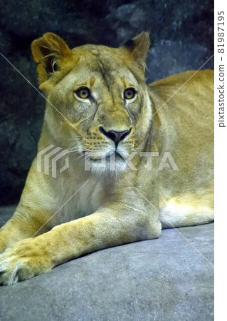 Up of a female lion lying down 81987195
