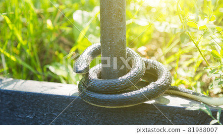 A black venomous snake on a sunny day in the park wrapped around a fence 81988007