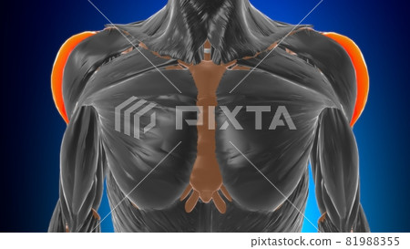 Acromial part of deltoid Muscle Anatomy For Medical Concept 3D 81988355