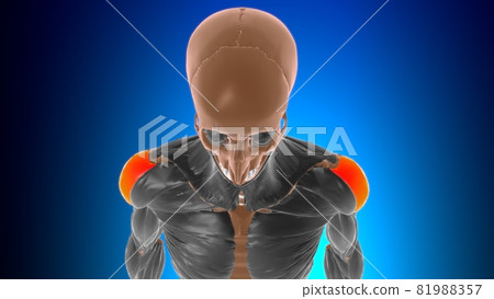 Acromial part of deltoid Muscle Anatomy For Medical Concept 3D Acromial part of deltoid Muscle Anatomy For Medical Concept 3D 81988357