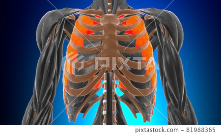 External intercostal Muscle Anatomy For Medical Concept 3D External intercostal Muscle Anatomy For Medical Concept 3D 81988365