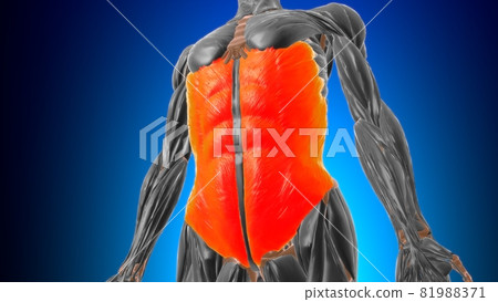 external oblique Muscle Anatomy For Medical Concept 3D external oblique Muscle Anatomy For Medical Concept 3D 81988371