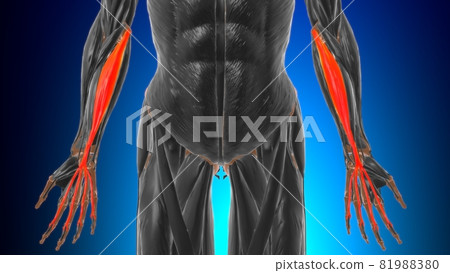 Flexor digitorum superficialis Muscle Anatomy For Medical Concept 3D 81988380