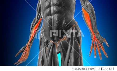 Flexor digitorum superficialis Muscle Anatomy For Medical Concept 3D 81988381