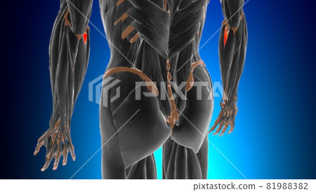 Flexor digitorum superficialis Muscle Anatomy For Medical Concept 3D 81988382