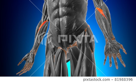 Humeral head of pronator teres Muscle Anatomy For Medical Concept 3D 81988396