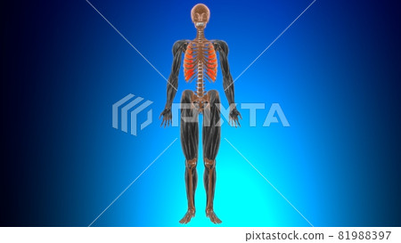 Innermost intercostal Muscle Anatomy For Medical Concept 3D Innermost intercostal Muscle Anatomy For Medical Concept 3D 81988397