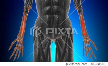 Interosseous membrane forearm Muscle Anatomy For Medical Concept 3D 81988408