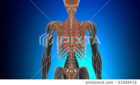 Levatores costarum breves Muscle Anatomy For Medical Concept 3D 81988418