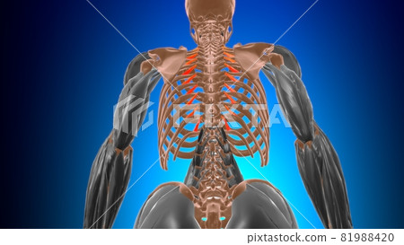 Levatores costarum breves Muscle Anatomy For Medical Concept 3D 81988420