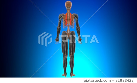 Levatores costarum longi Muscle Anatomy For Medical Concept 3D 81988422