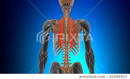 Levatores costarum longi Muscle Anatomy For Medical Concept 3D 81988423