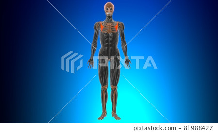 Pectoralis minor Muscle Anatomy For Medical Concept 3D Pectoralis minor Muscle Anatomy For Medical Concept 3D 81988427
